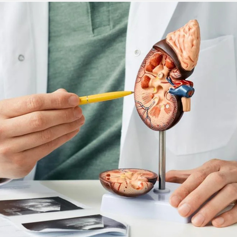 Do you know the importance of ALB testing for early renal failure?