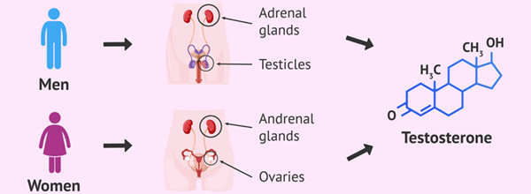 testosterone-women-men.png